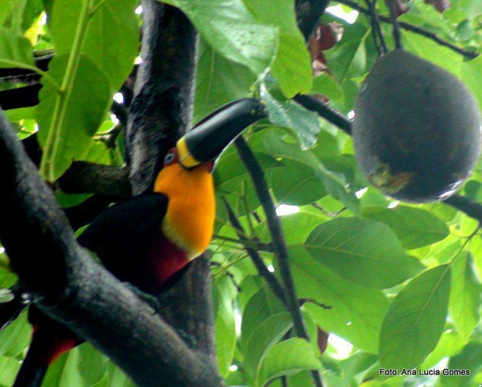 Rio Nature Hostel * Río de Janeiro